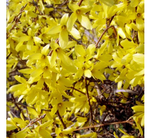 Форзиция Малыш (Forsythia  Maluch) С2
